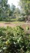 Land for Sale in Ratnapura