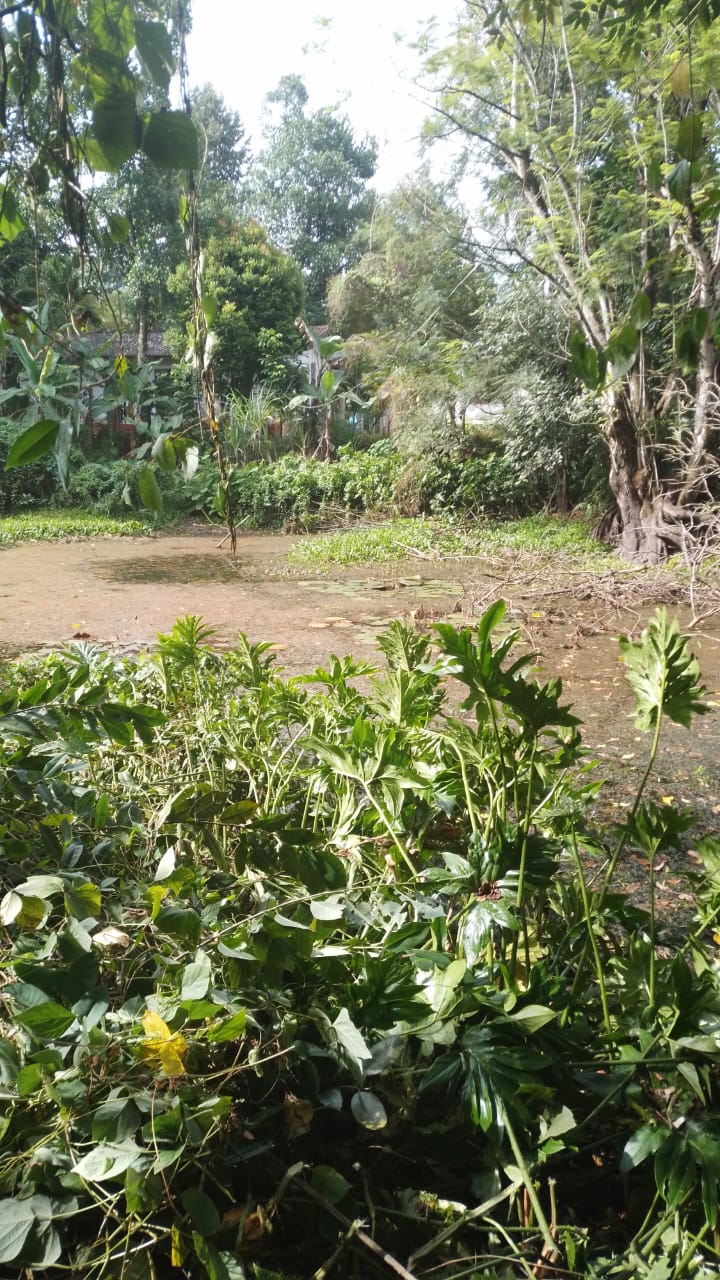 Land for Sale in Ratnapura
