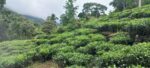 Land for Sale Rakwana
