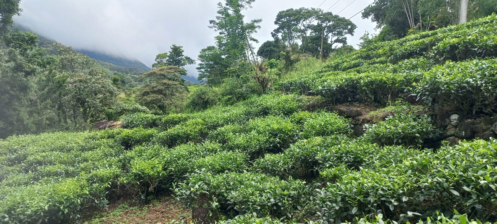 Land for Sale Rakwana
