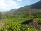 Land for Sale Rakwana