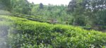 Land for Sale Rakwana