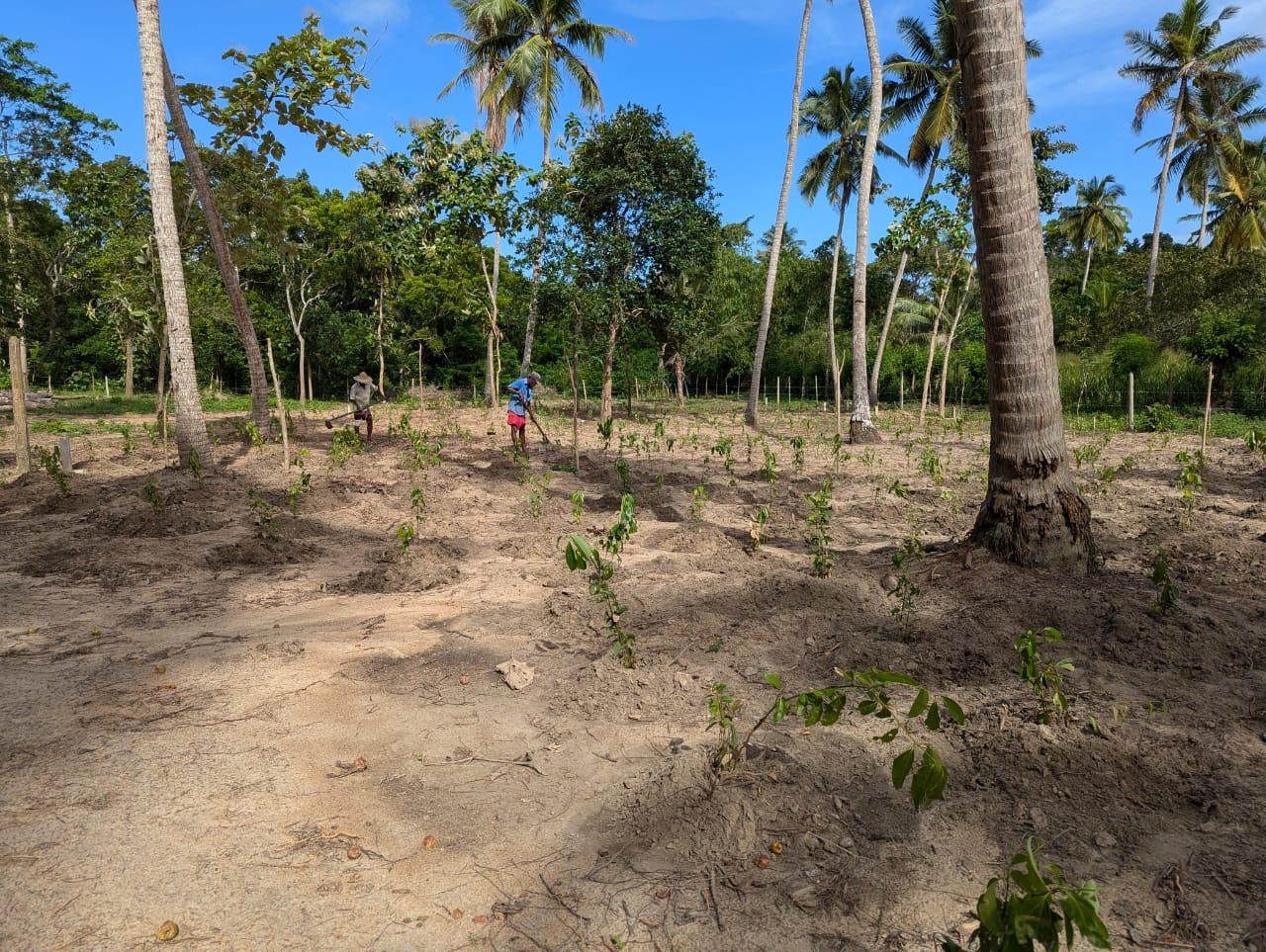 Land for Sale in Marakolliya
