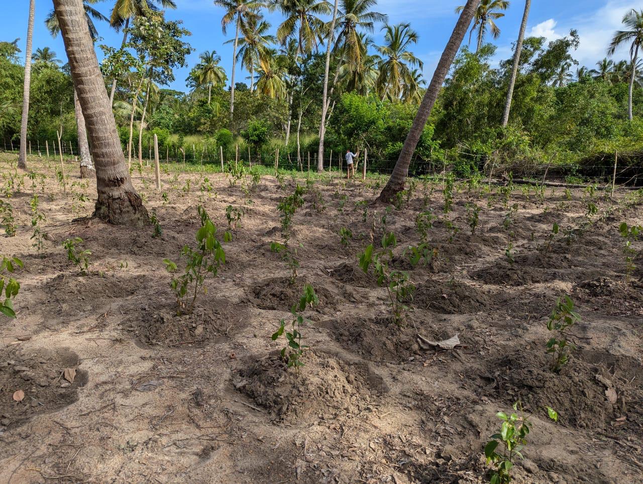 Land for Sale in Marakolliya