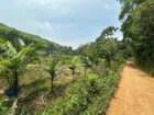 Agricultural Land for Sale Kosgama
