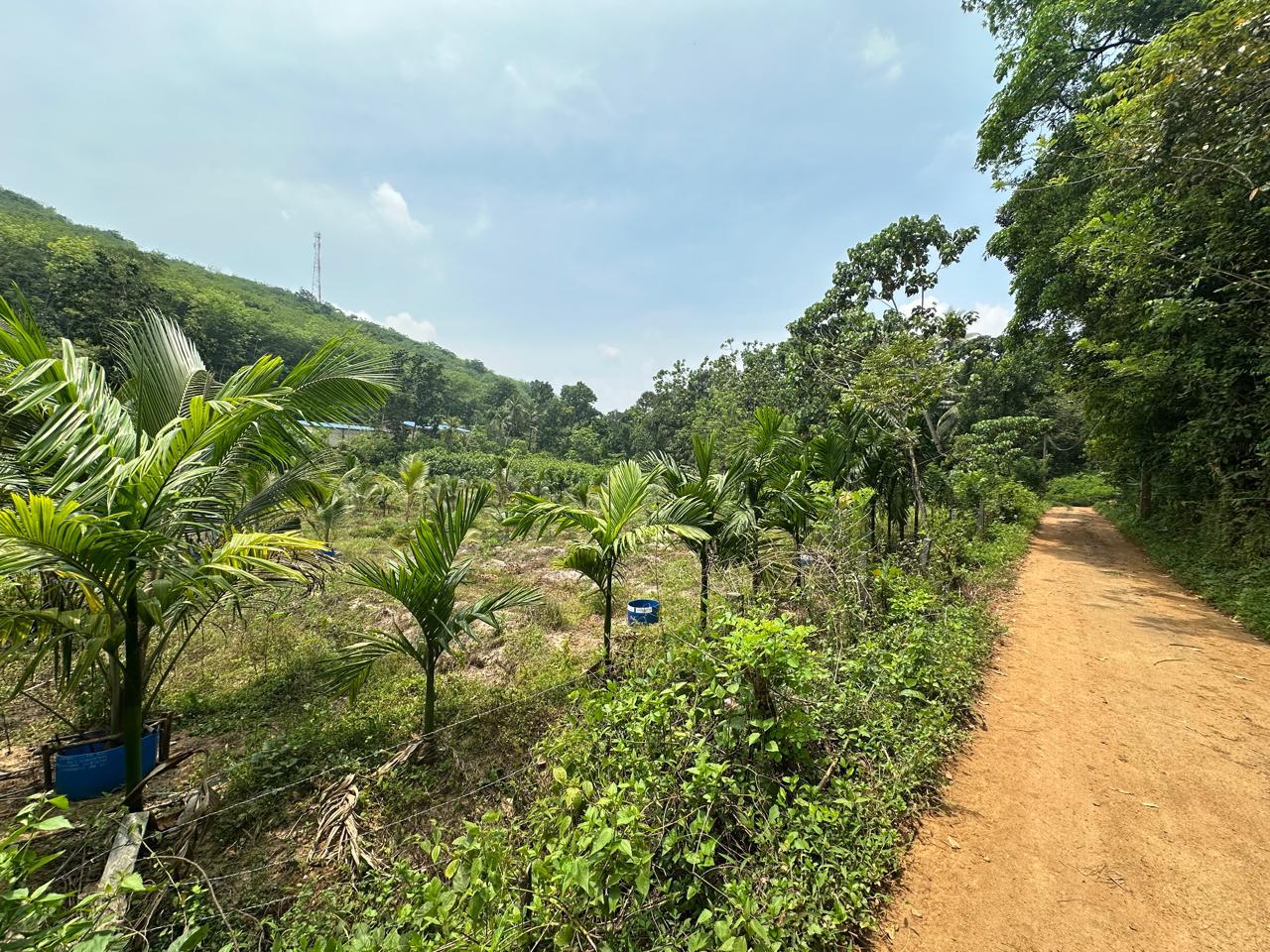 Agricultural Land for Sale Kosgama
