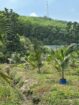 Agricultural Land for Sale Kosgama