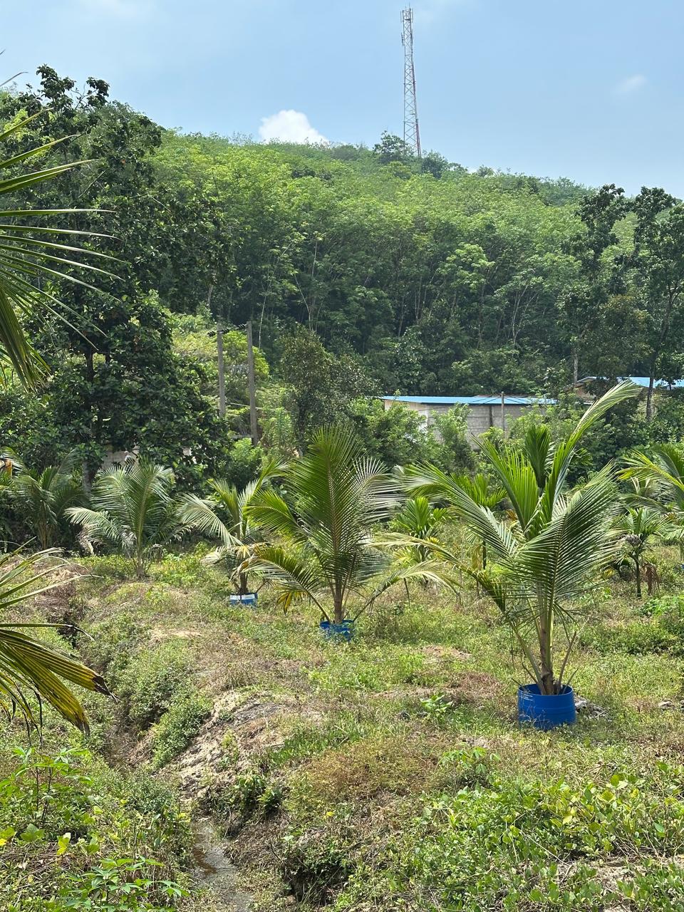 Agricultural Land for Sale Kosgama