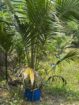 Agricultural Land for Sale Kosgama