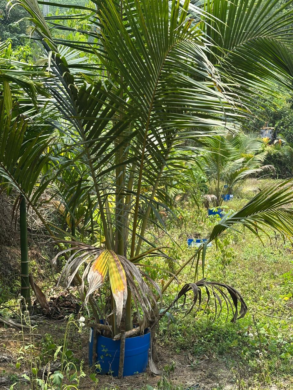 Agricultural Land for Sale Kosgama