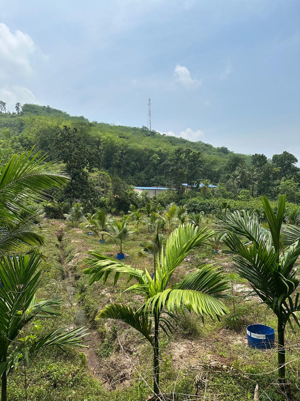 Agricultural Land for Sale Kosgama