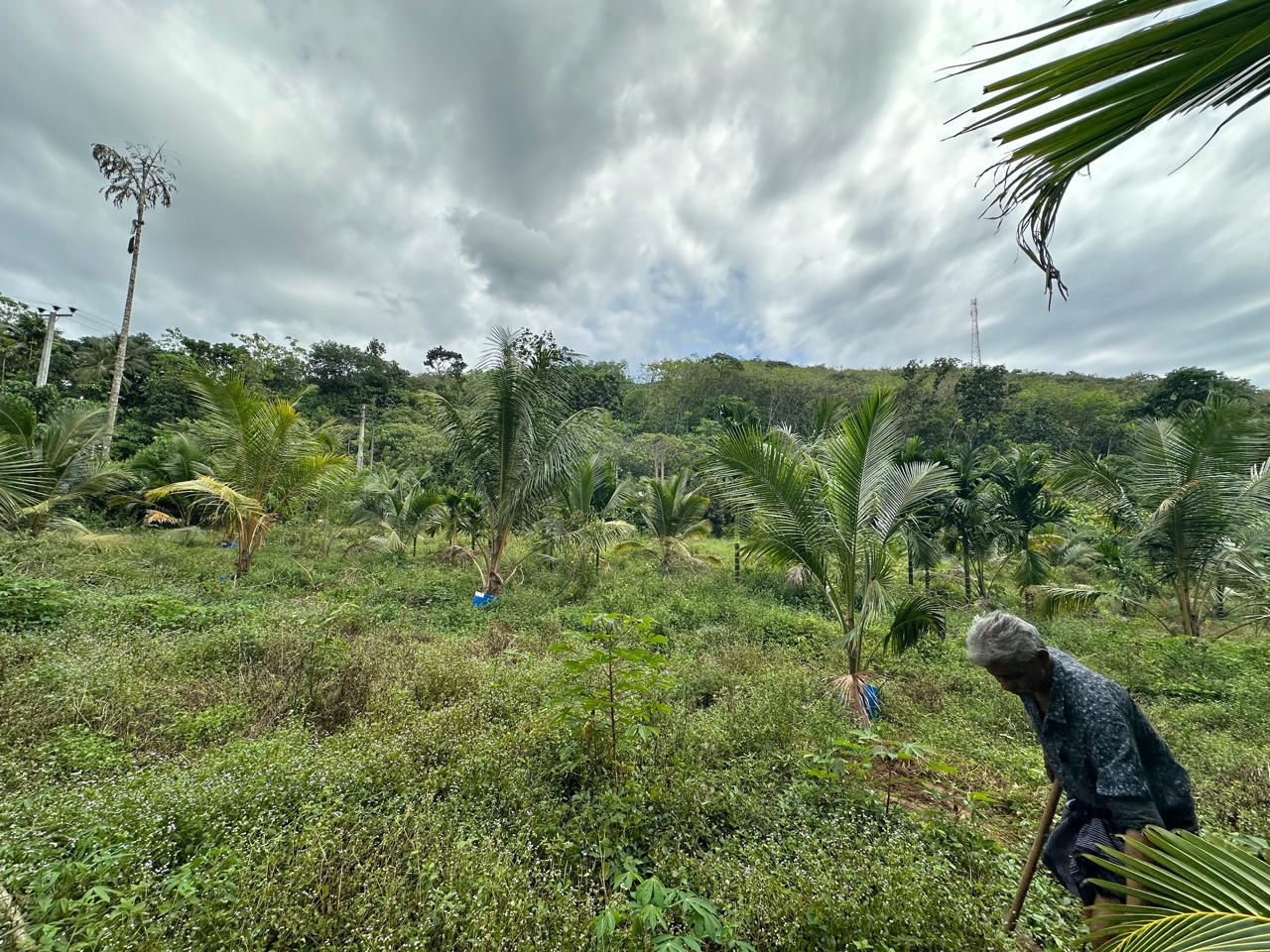 Agricultural Land for Sale Kosgama