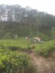 Land For Sale In Kotagala,Nuwara Eliya