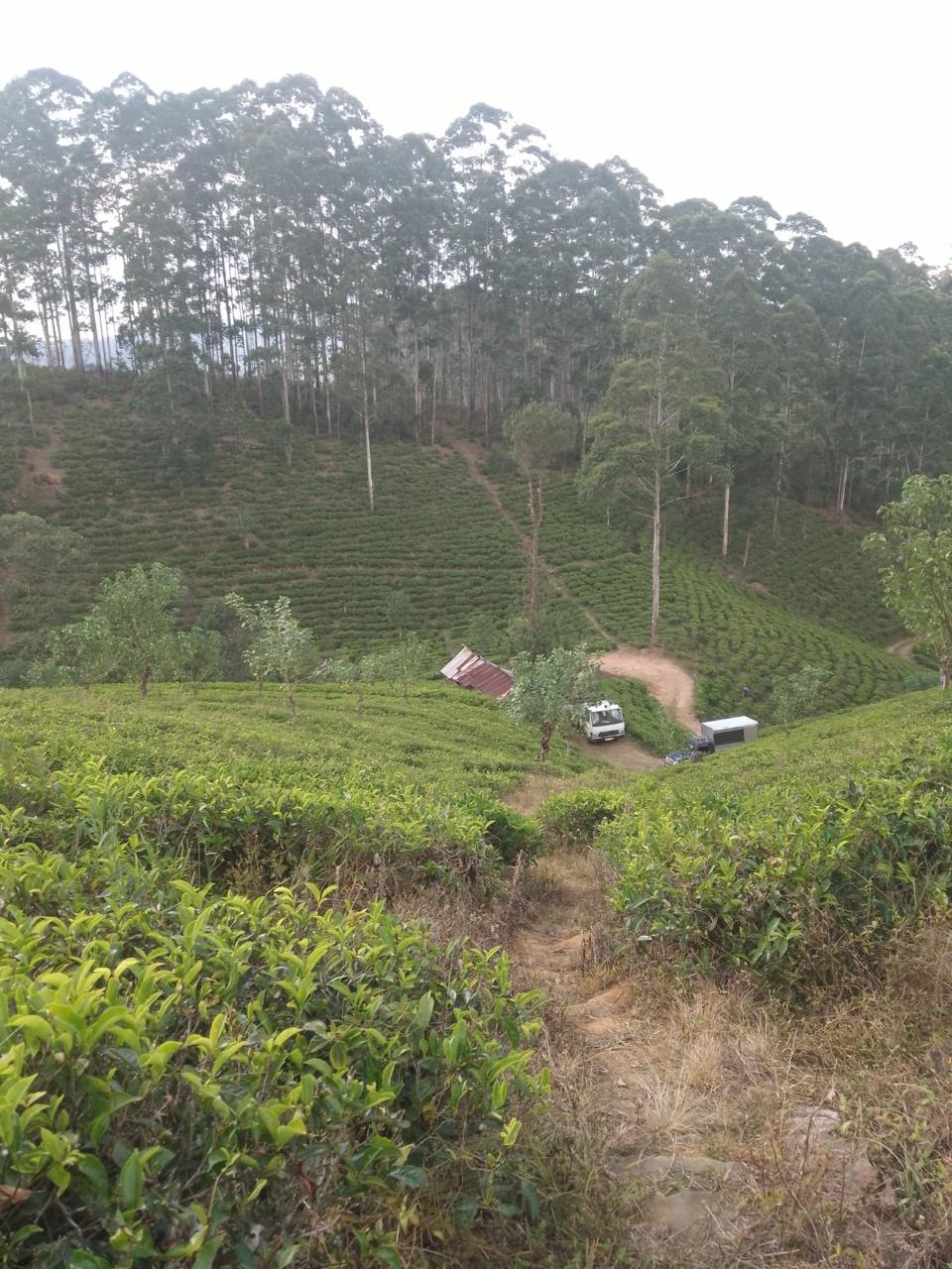 Land For Sale In Kotagala,Nuwara Eliya