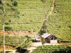 Land For Sale In Kotagala,Nuwara Eliya