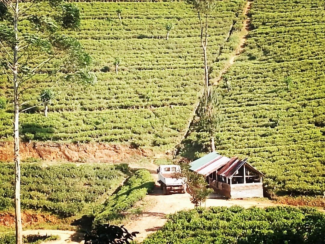Land For Sale In Kotagala,Nuwara Eliya