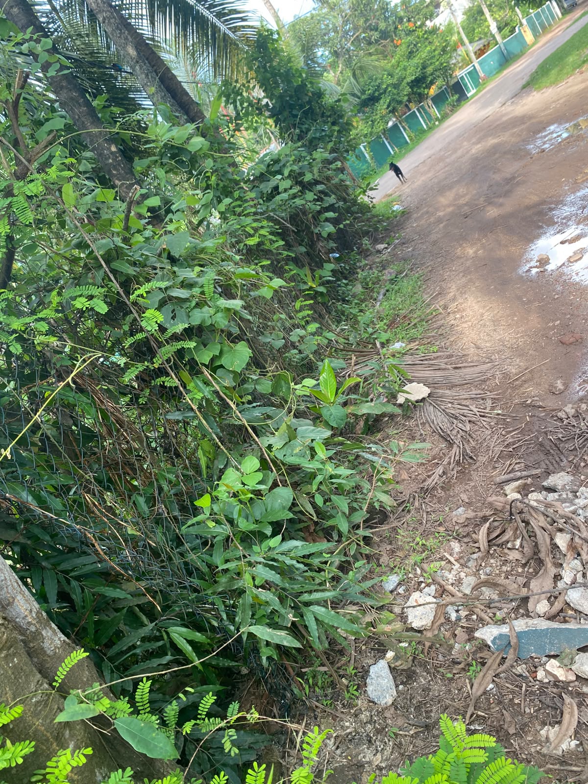 පර්චස් 10 ක අගනා ඉඩමක් විකිණීමට කැළනිය අවටින්