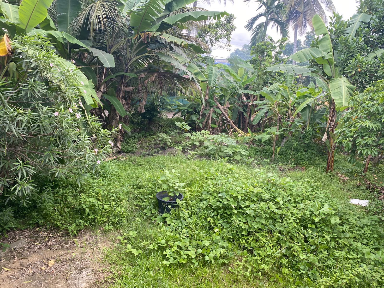පර්චස් 10 ක අගනා ඉඩමක් විකිණීමට කැළනිය අවටින්