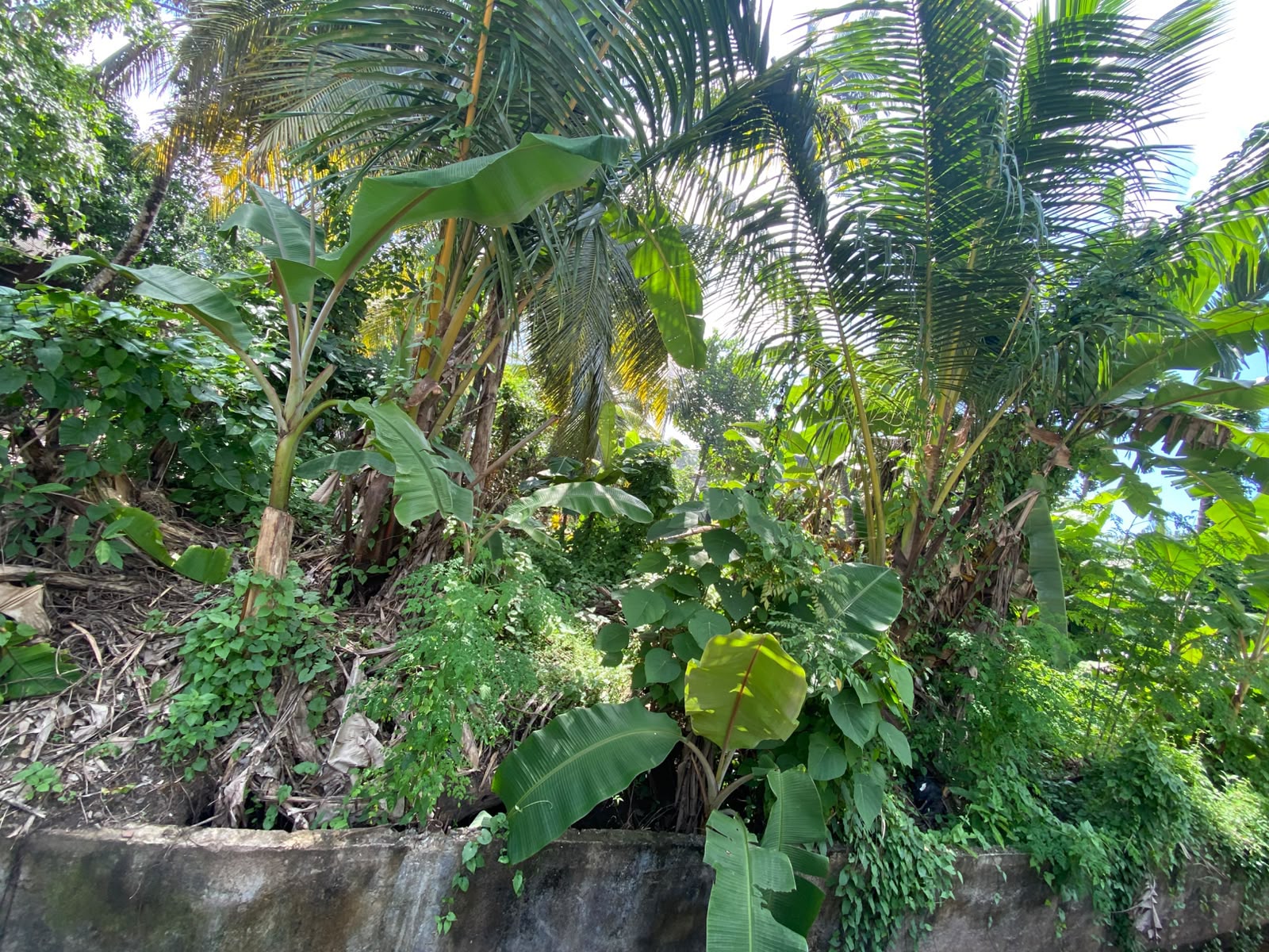 පර්චස් 10 ක අගනා ඉඩමක් විකිණීමට කැළනිය අවටින්