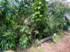 පර්චස් 10 ක අගනා ඉඩමක් විකිණීමට කැළනිය අවටින්