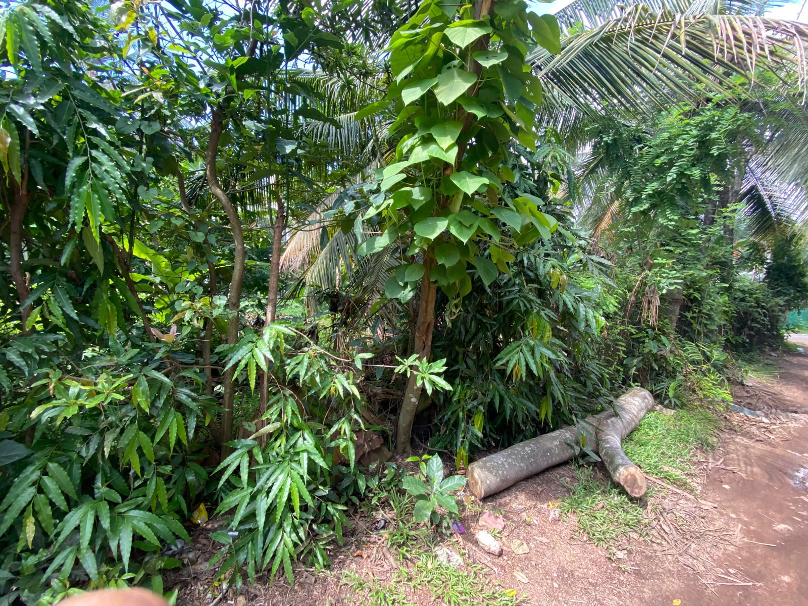 පර්චස් 10 ක අගනා ඉඩමක් විකිණීමට කැළනිය අවටින්