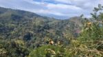 100 Perches of Land for Sale – Ella