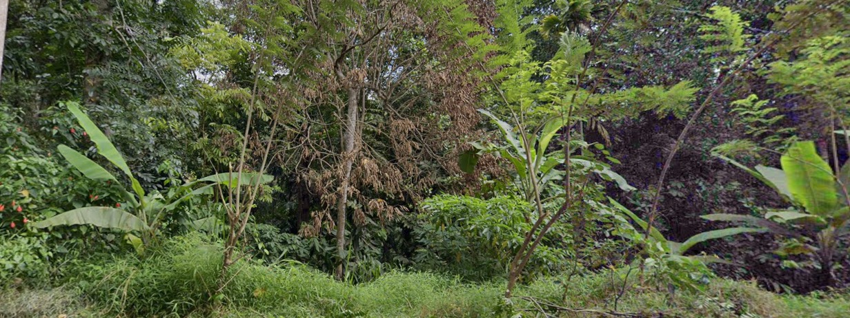 39 Perch Main Road Land In Jambugahapitiya Akurana