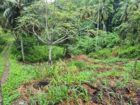 25 Perch Commercial Land Kottapola In Galigamuwa