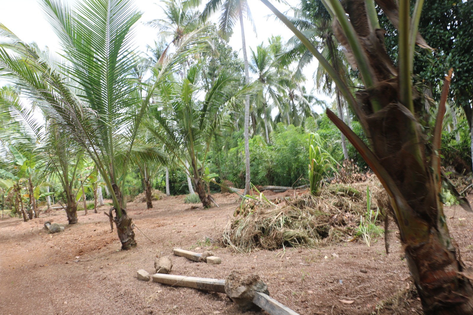 Minuwangoda 56 Perches Land for Sale