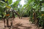 Minuwangoda 56 Perches Land for Sale