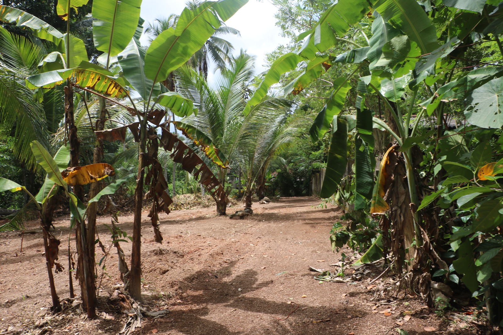 Minuwangoda 56 Perches Land for Sale