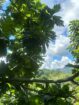 Land With House For Sale In Badulla