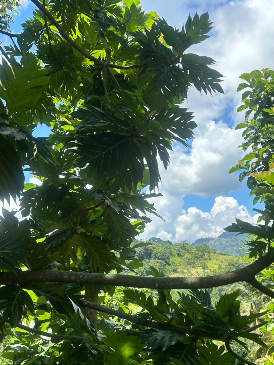Land With House For Sale In Badulla