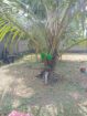 Land For Sale Ragama