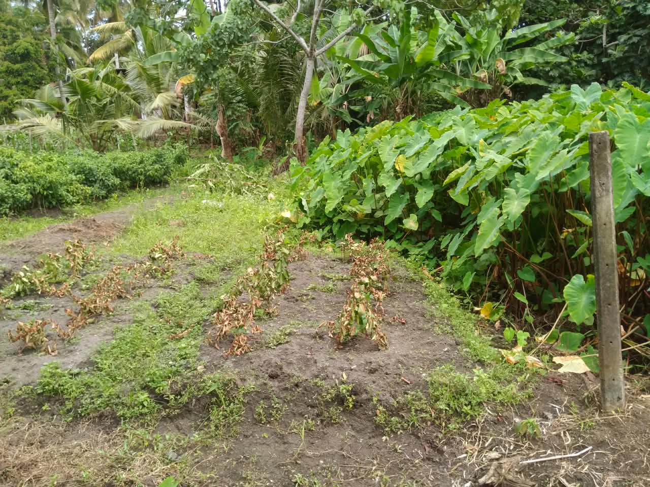 Land for Sale in Wadduwa, Pothupitiya