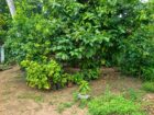 Land for Sale Seeduwa