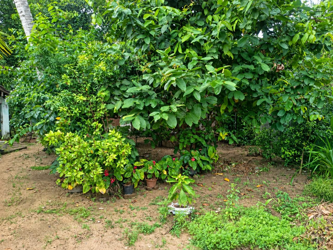 Land for Sale Seeduwa