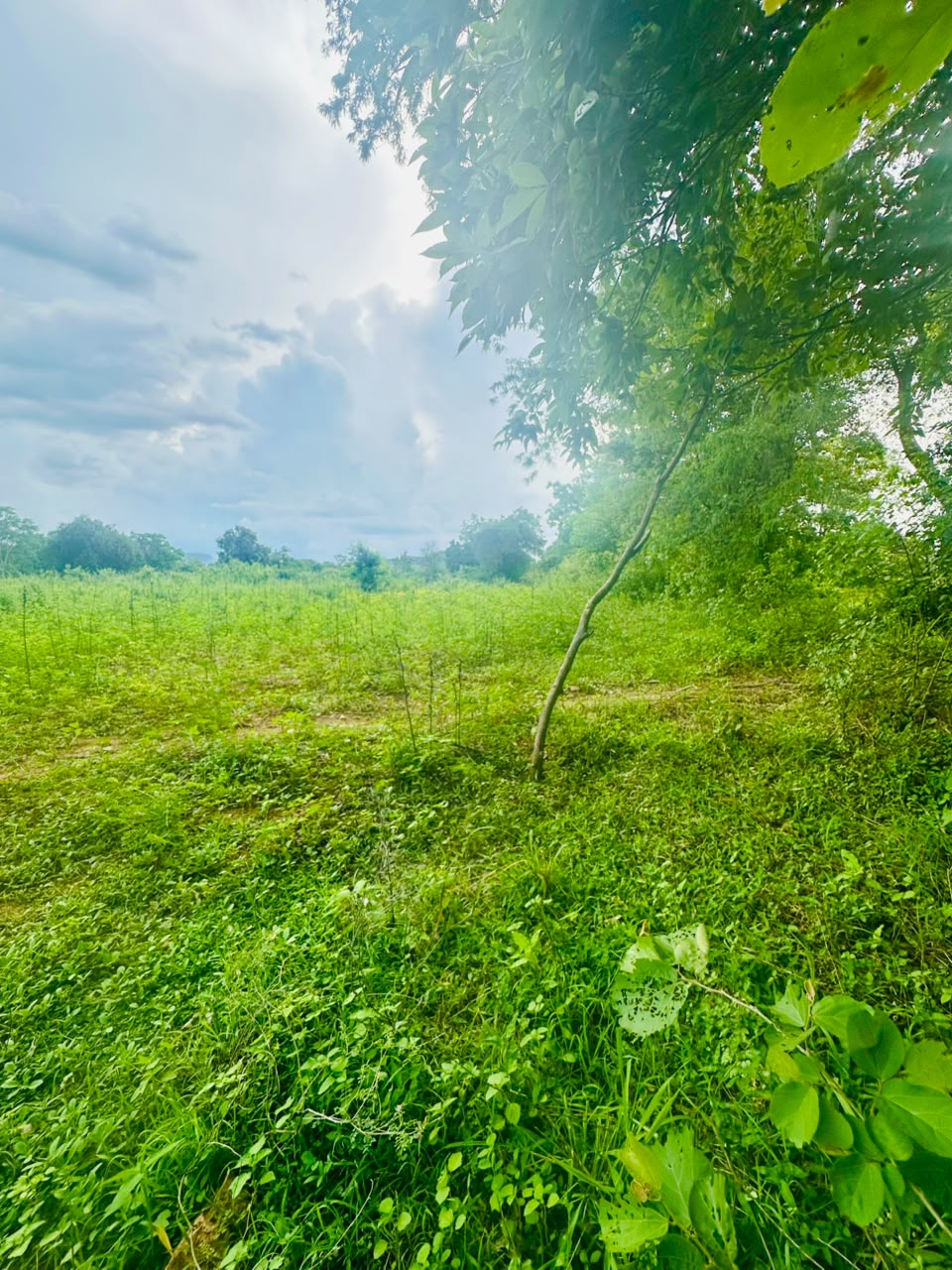 අක්කර 5ක ඉඩමක් වැවකට මායිම්ව විකිනිමට ඇත තනමල්විල