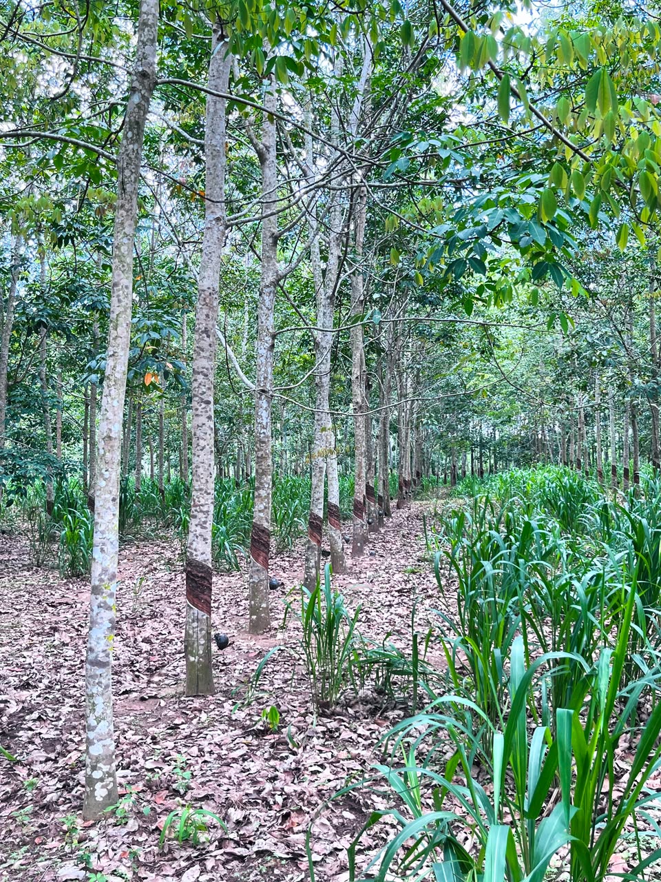 රබර් ඉඩමක් විකිණිමට