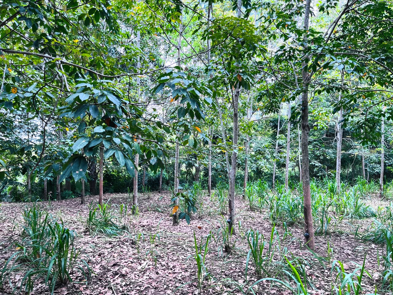 රබර් ඉඩමක් විකිණිමට
