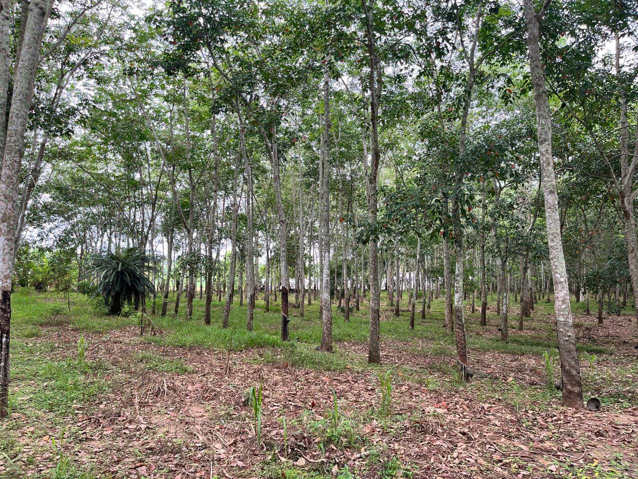 රබර් ඉඩමක් විකිණිමට