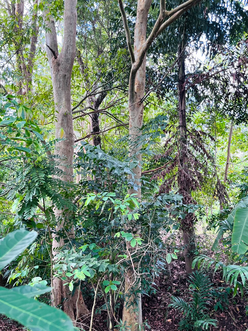 රබර් ඉඩමක් විකිණිමට