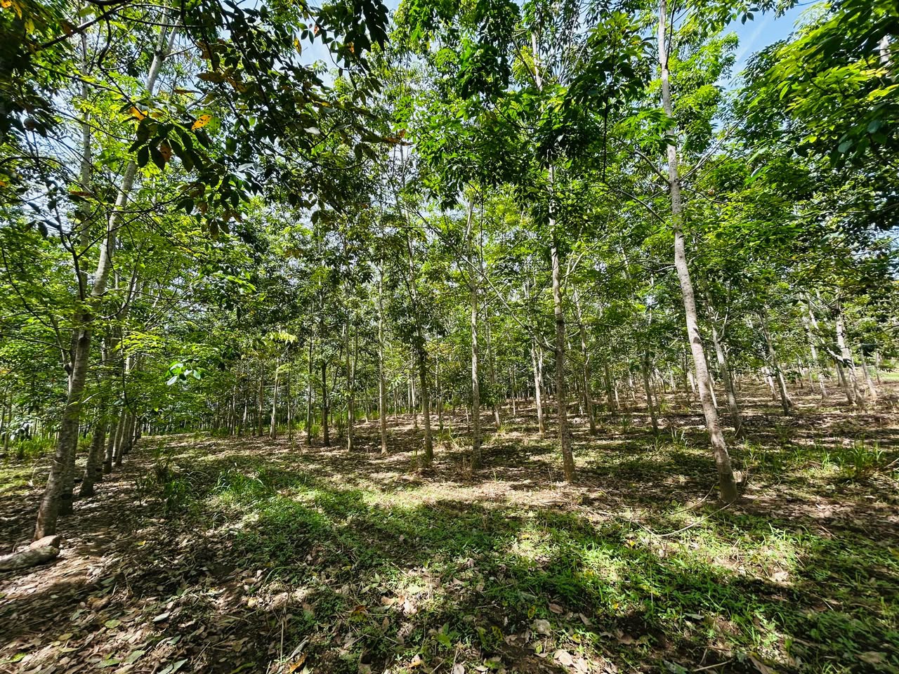 රබර් ඉඩමක් විකිණිමට