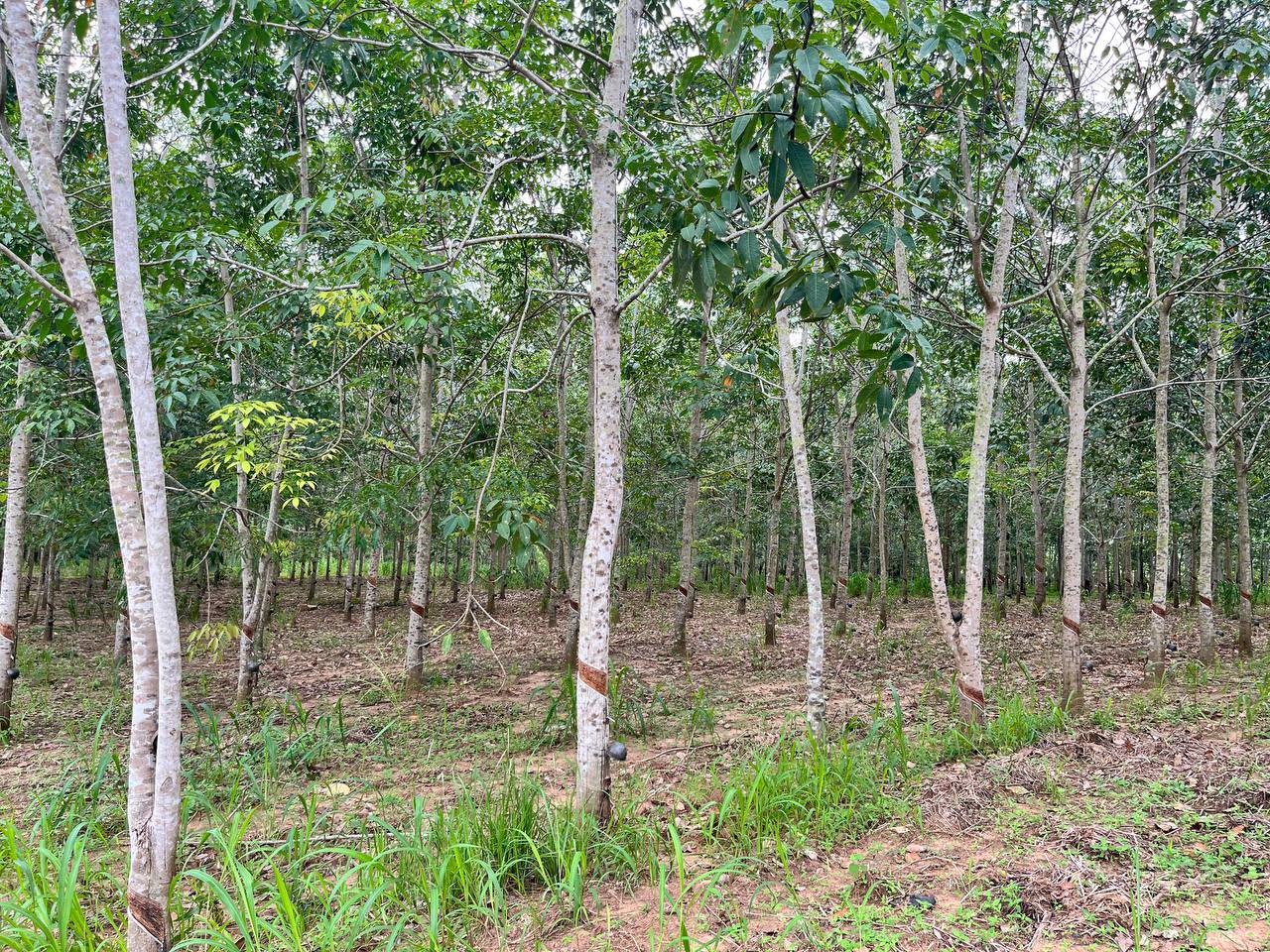 රබර් ඉඩමක් විකිණිමට