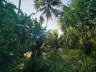 3-Bedroom House with 145 Perches of Land for Sale – Kuliyapitiya