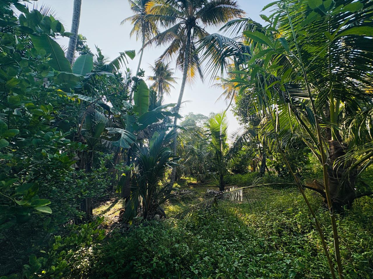 3-Bedroom House with 145 Perches of Land for Sale – Kuliyapitiya