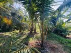 3-Bedroom House with 145 Perches of Land for Sale – Kuliyapitiya