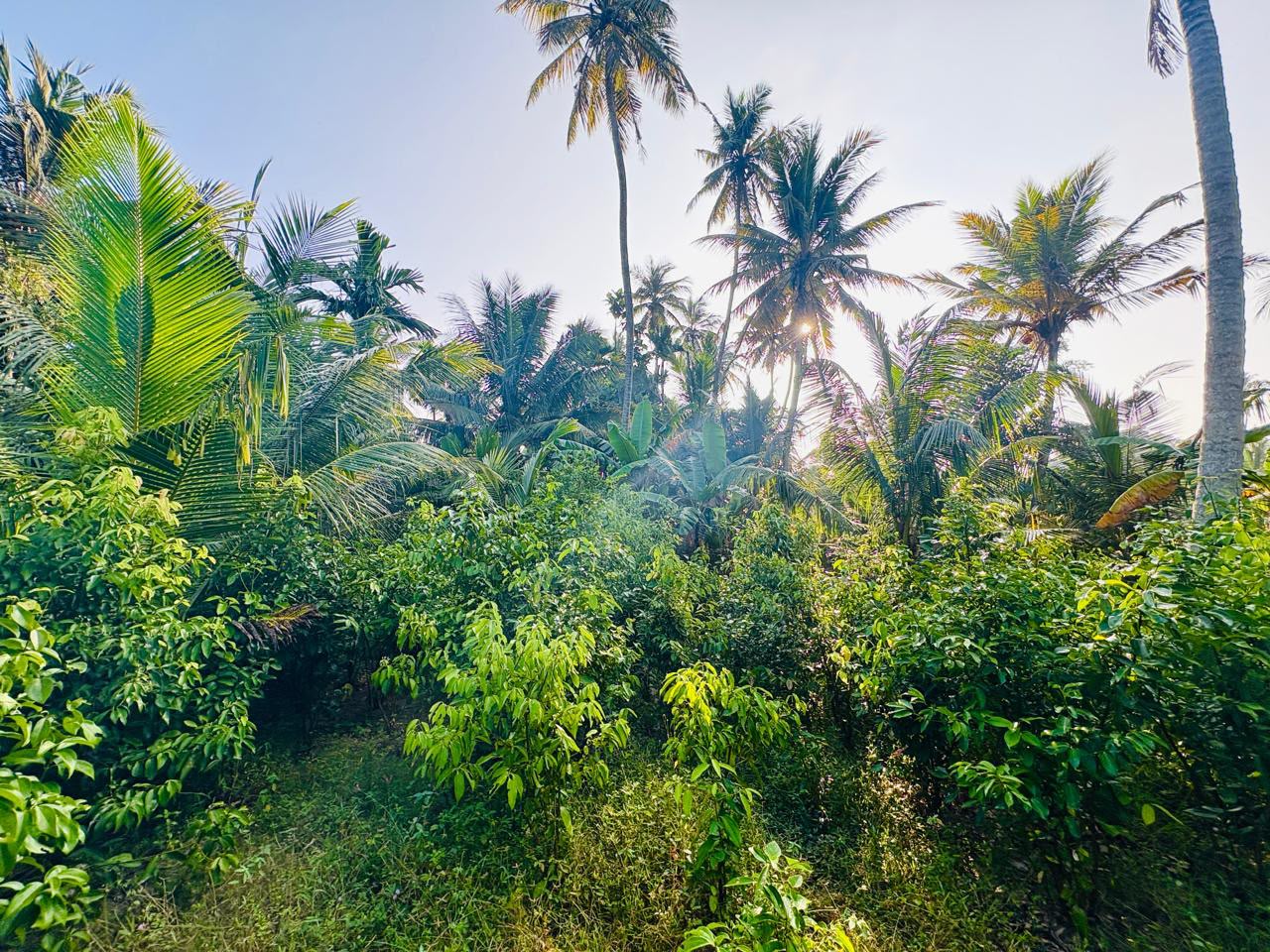 3-Bedroom House with 145 Perches of Land for Sale – Kuliyapitiya