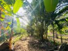 3-Bedroom House with 145 Perches of Land for Sale – Kuliyapitiya