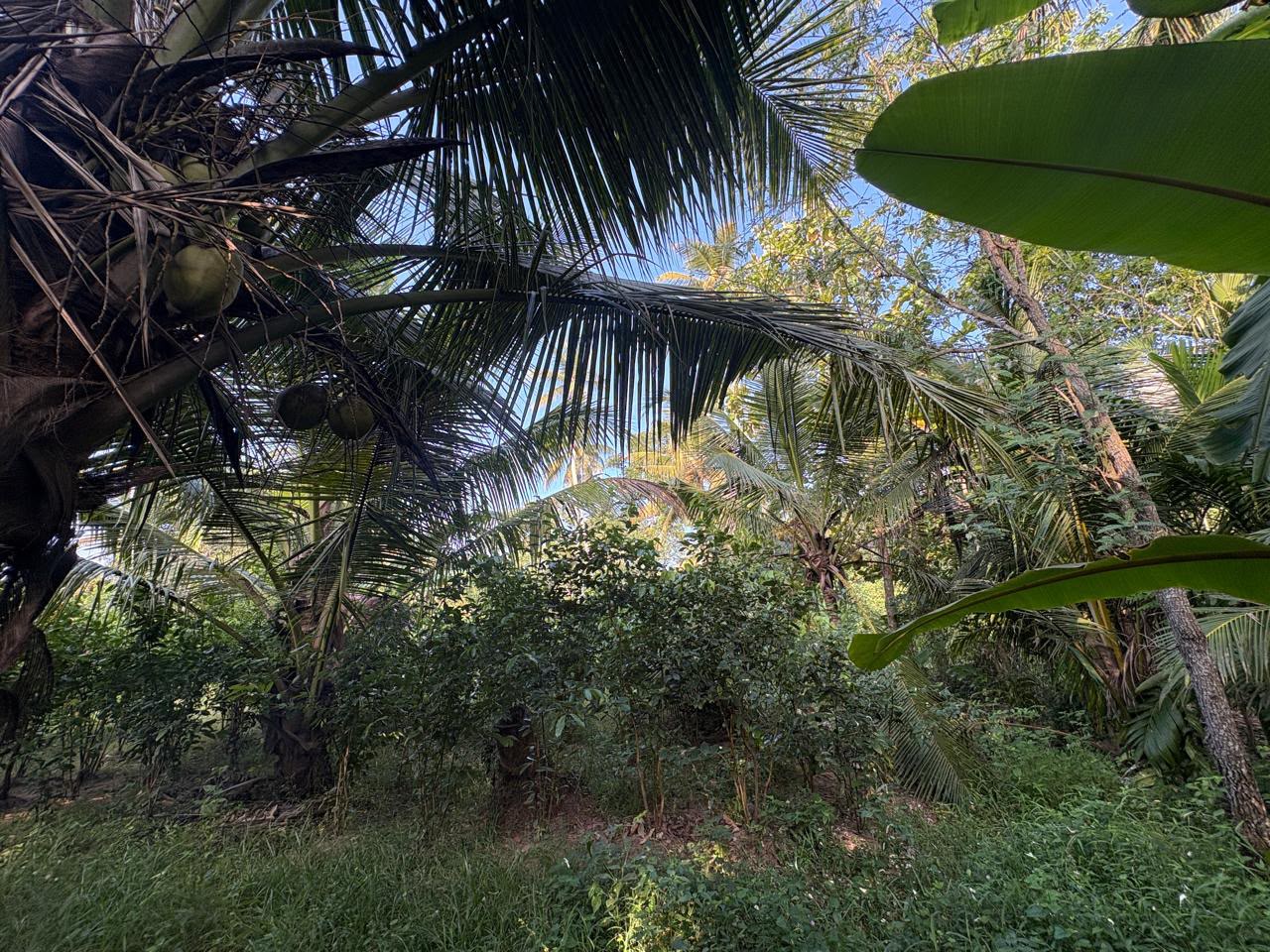 3-Bedroom House with 145 Perches of Land for Sale – Kuliyapitiya